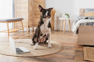 american staffordshire terrier sitting on round rattan carpet at home