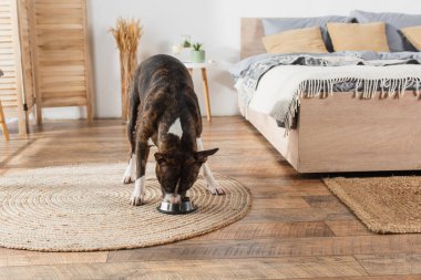 american staffordshire terrier eating pet food from bowl on round rattan carpet in bedroom  clipart