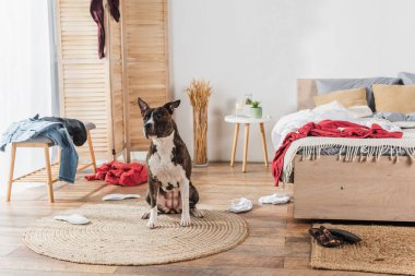 american staffordshire terrier sitting on rattan carpet around clothes on floor in messy bedroom clipart
