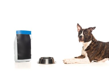 american staffordshire terrier lying near bowl and bag with pet food isolated on white 