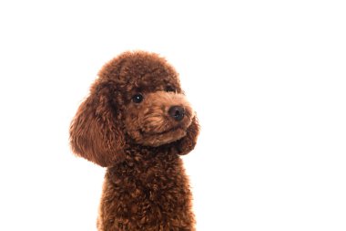 purebred brown poodle looking away isolated on white  clipart