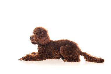 purebred brown poodle resting on white background 
