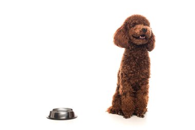 purebred brown poodle sitting next to bowl on white 