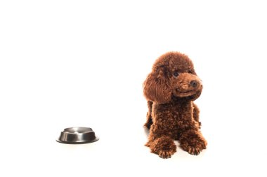 purebred brown poodle lying next to bowl on white  clipart