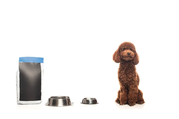 Brown Poodle Sitting Pet Food Bag Metallic Bowls Isolated White — Photo