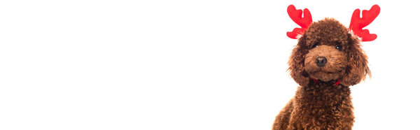 brown poodle in reindeer antlers headband isolated on white, banner