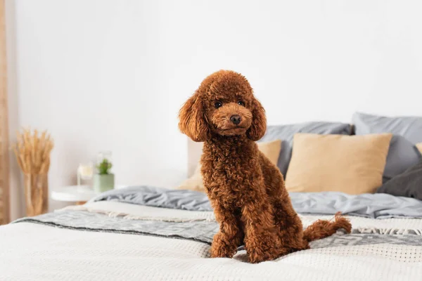 Groomed Poodle Sitting Bed Home — Fotografia de Stock