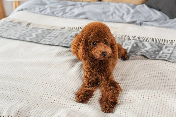 Brown Groomed Poodle Lying Bed Home — Foto Stock