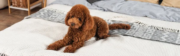 Curly Groomed Poodle Lying Bed Home Banner — стоковое фото