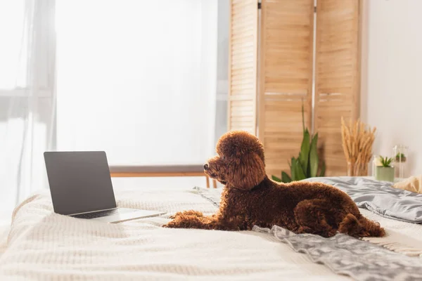 Groomed Poodle Lying Laptop Blank Screen Bed — Zdjęcie stockowe