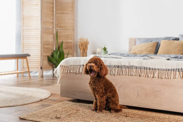 Groomed Poodle Sitting Rattan Carpet Yawning Bed — стоковое фото