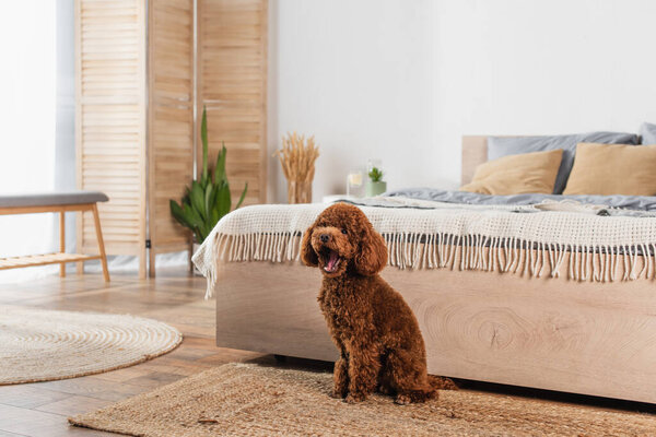 groomed poodle sitting on rattan carpet and yawning near bed