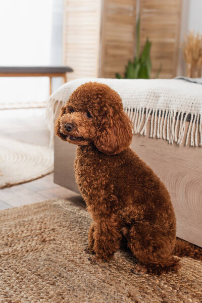 groomed poodle sitting on rattan carpet near bed