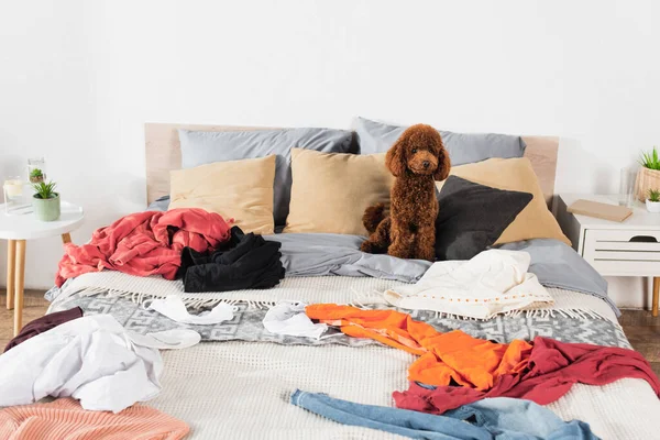 Brown Poodle Sitting Messy Bed Clothing — Zdjęcie stockowe