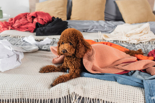 brown poodle lying on messy bed around modern clothes 