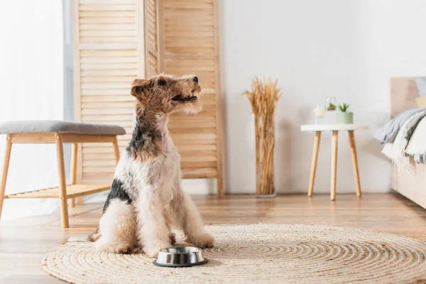 Wirehaired Fox Terrier Sitting Bowl Rattan Carpet — Zdjęcie stockowe