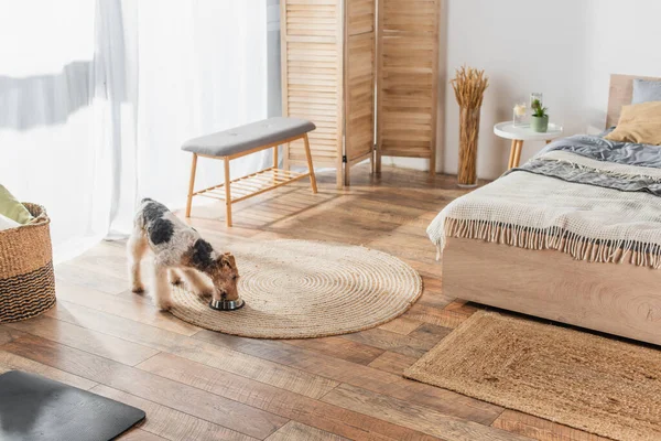 wirehaired fox terrier eating pet food from bowl in modern bedroom