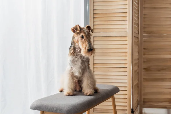 Wirehaired Fox Terrier Sitting Comfortable Pouf Bench Apartment — Stock Photo, Image