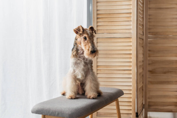 wirehaired fox terrier sitting on comfortable pouf bench in apartment 