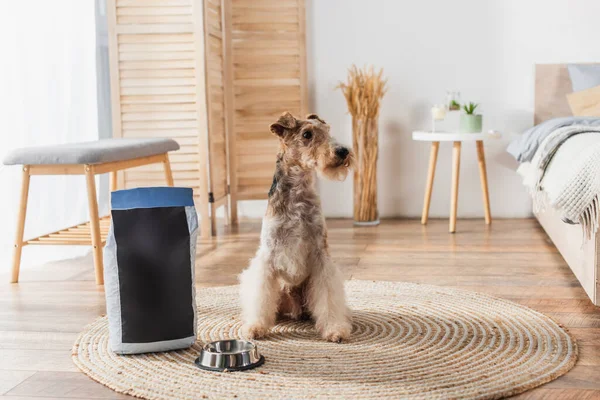 Wirehaired Fox Terrier Sitting Pet Food Package Bowl Modern Bedroom — Stockfoto