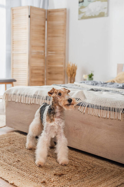 curly wirehaired fox terrier standing near modern bed on rattan carpet 
