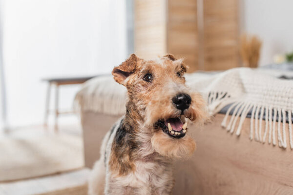 close up of curly wirehaired fox terrier near modern bed 