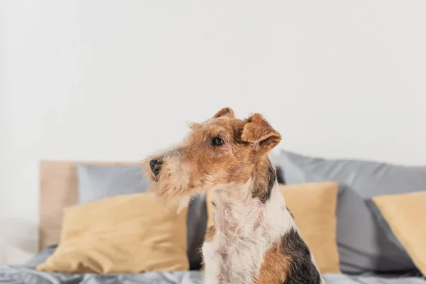 Wirehaired Fox Terrier Looking Away Bedroom — Fotografia de Stock