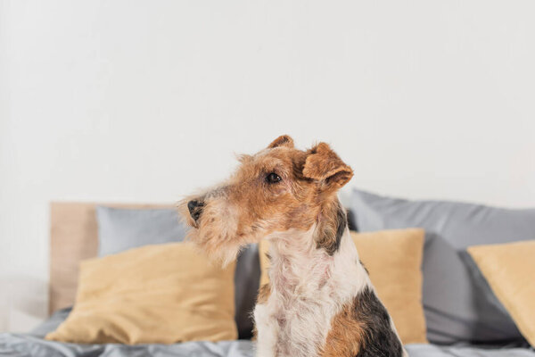 wirehaired fox terrier looking away in bedroom 