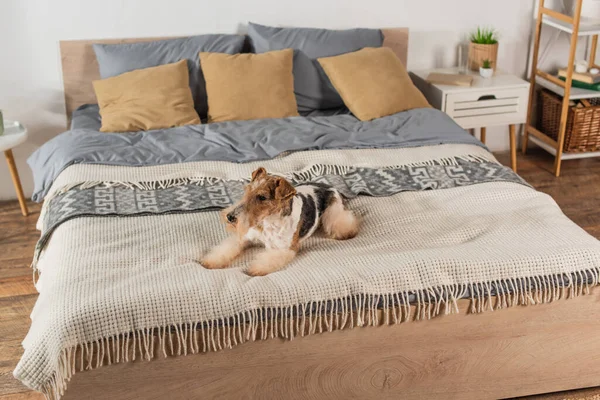 Curly Wirehaired Fox Terrier Lying Blanket Bedroom — Fotografia de Stock