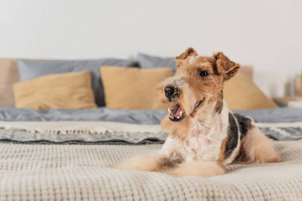 curly wirehaired fox terrier with open mouth lying on modern bed 