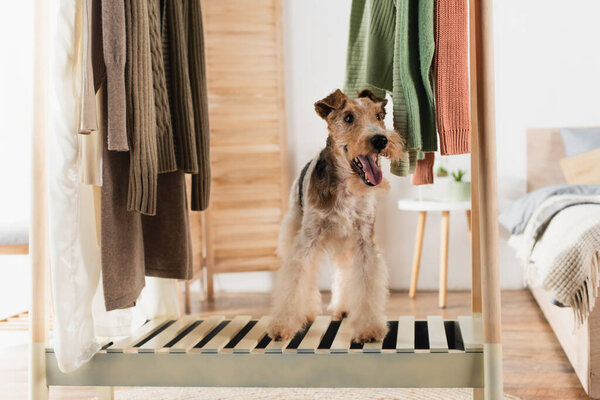 curly wirehaired fox terrier standing on bench attached to wardrobe 