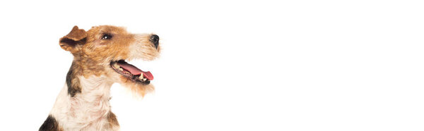 curly wirehaired fox terrier with open mouth isolated on white, banner