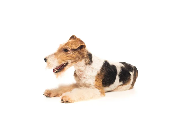 Curly Wirehaired Fox Terrier Open Mouth Lying Isolated White — Stock Photo, Image