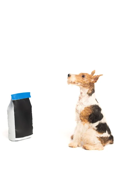 Curly Wirehaired Fox Terrier Sitting Pet Food Bag Isolated White — Fotografia de Stock