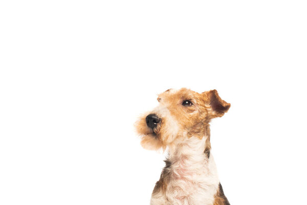 curly and purebred fox terrier isolated on white