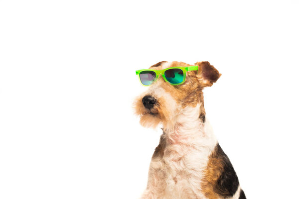 curly and purebred fox terrier in stylish sunglasses isolated on white
