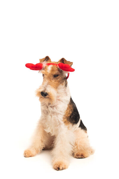 purebred fox terrier in reindeer antlers headband sitting isolated on white