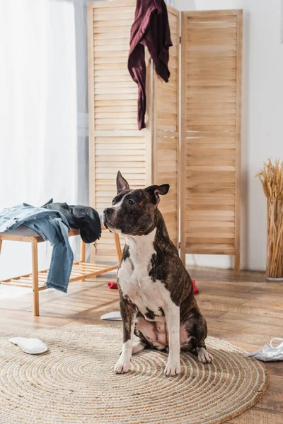 american staffordshire terrier sitting on rattan carpet around clothes on floor in messy apartment 