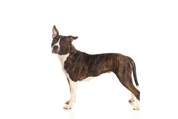 American Staffordshire Terrier Standing Isolated White — Stok fotoğraf