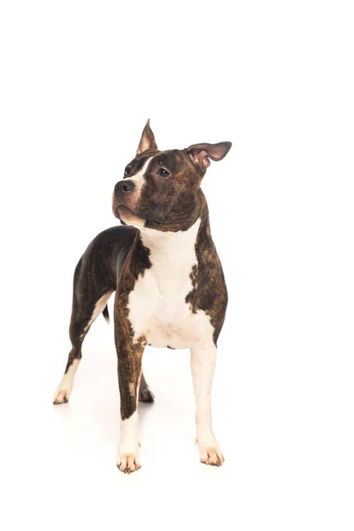Purebred American Staffordshire Terrier Standing Isolated White — Stok fotoğraf