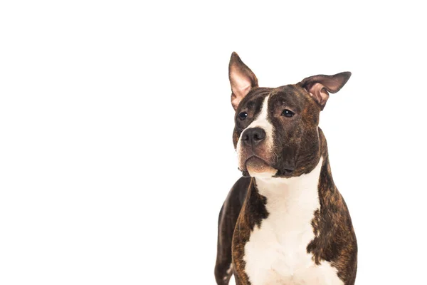 Purebred American Staffordshire Terrier Looking Away Isolated White — Stok fotoğraf