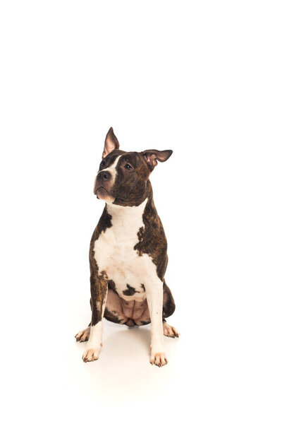 purebred american staffordshire terrier sitting isolated on white