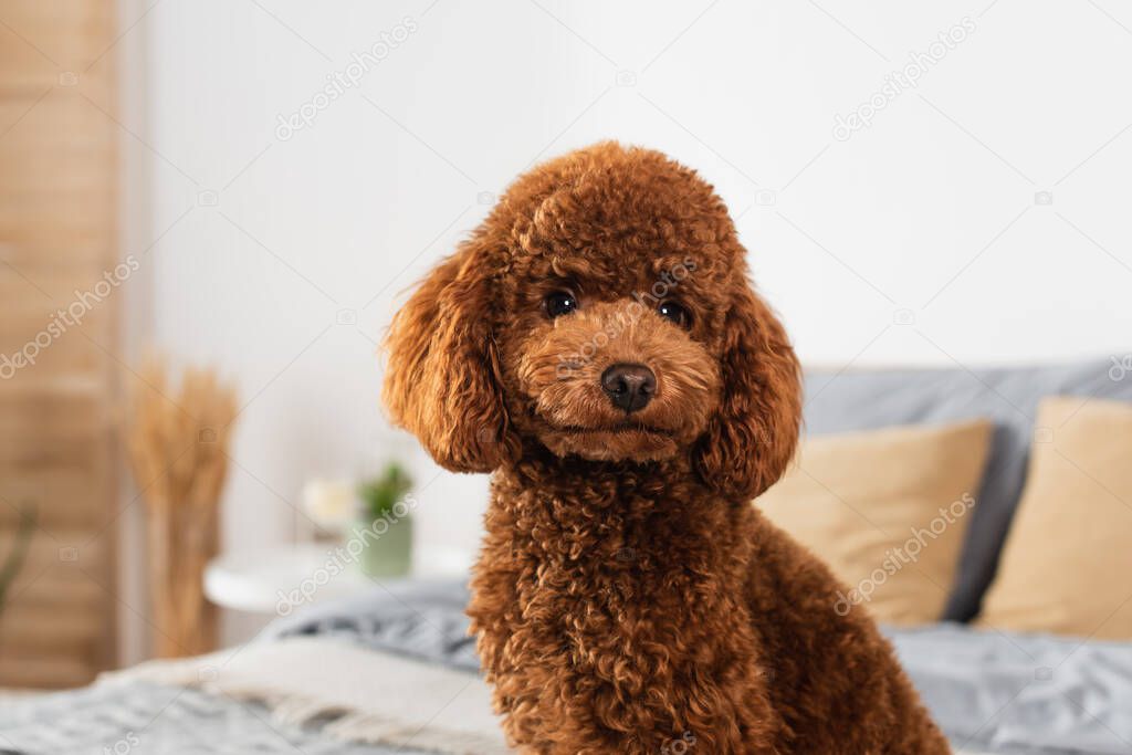 groomed poodle looking at camera in bedroom