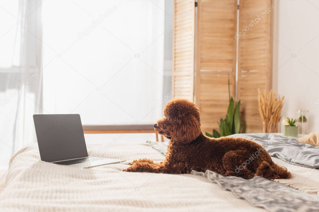 groomed poodle lying near laptop with blank screen on bed 