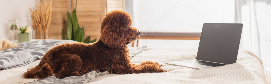 groomed poodle lying near laptop with blank screen on bed, banner