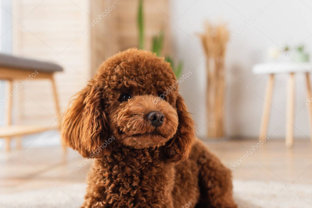 groomed poodle resting in modern apartment 