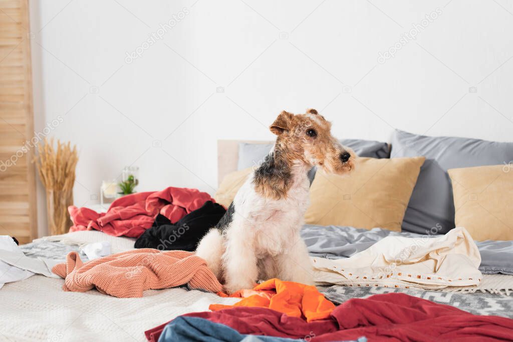 wirehaired fox terrier sitting on messy bed around clothes