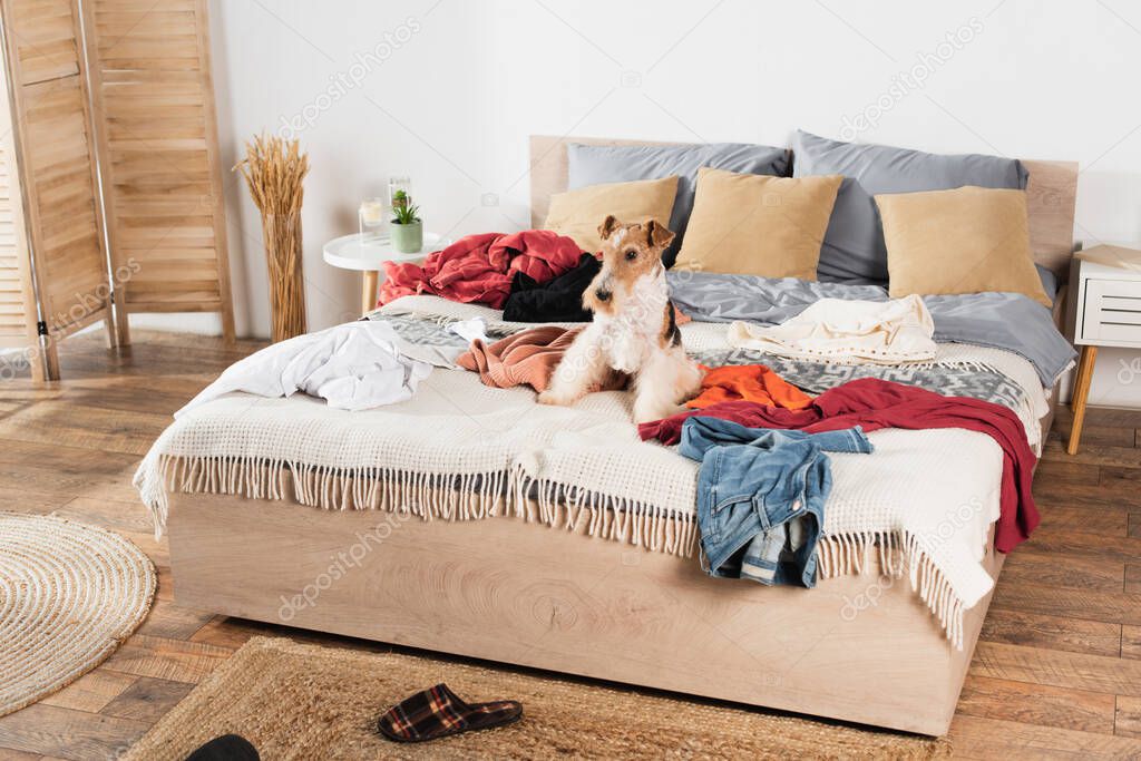 wirehaired fox terrier lying on messy bed around clothes