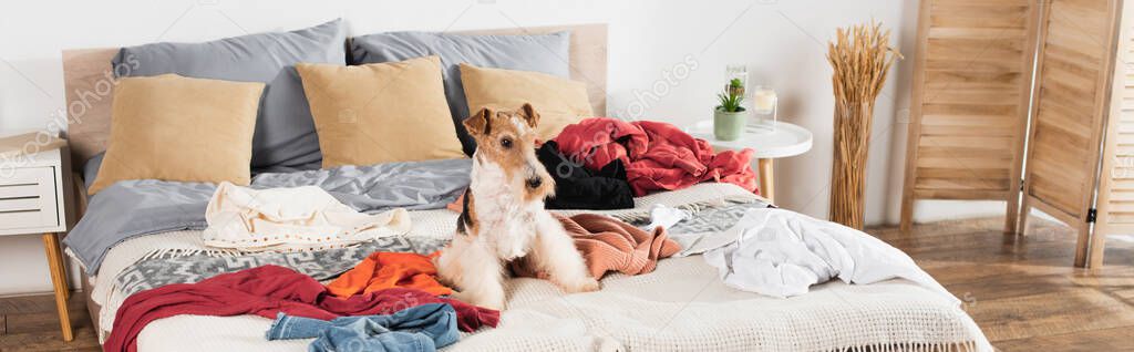 wirehaired fox terrier lying on messy bed around clothes, banner