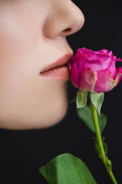 Siyah üzerine izole edilmiş pembe gül rengi Neal dudaklı kesilen kadın profilinin yakın görüntüsü